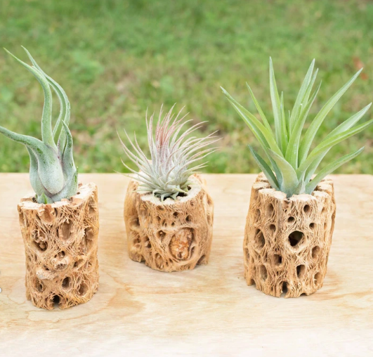 Air Plant in Natural Wood Container
