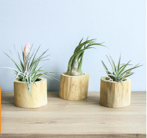 driftwood air plant holder Air Plant in Driftwood Container – The Uncharted Studio