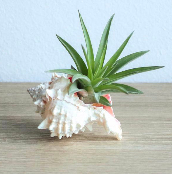 Seashell with Air Plant